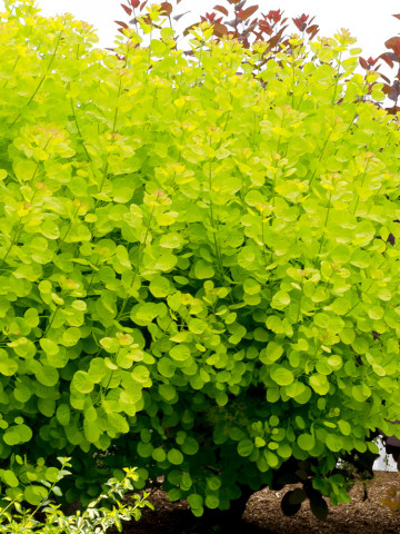 Cotinus Golden Spirit (ghiveci 1,5 L), arbust decorativ cu frunze galben-verzui