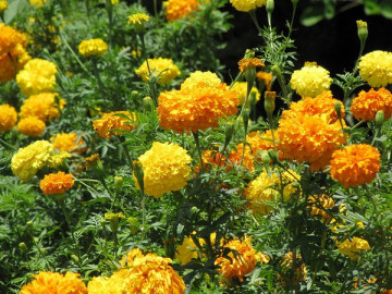 Craite inalte mix (0.5 grame) seminte de craite cu flori mari galbene si portocalii (Tagetes erecta)