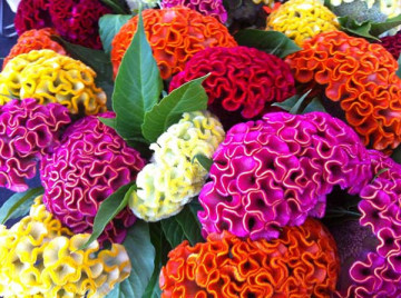 Creasta Cocosului (550 de seminte) seminte de flori colorate in galben, roz, auriu, portocaliu, rosu, Horti Tops