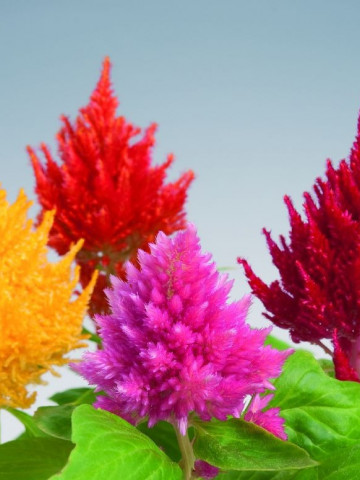 Creasta Cocosului plumosa mix (0.4 gr) seminte de planta anuala cu flori viu colorate, stralucitoare, galbene, rosii, roz, Agrosem