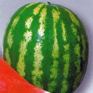 Crimson Sweet (500 gr) Seminte Pepene Verde Colorado Hollar Seeds