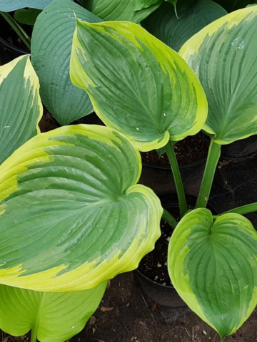 Crin de toamna Hosta Victory (ghiveci 1,5 L), planta decorativa cu frunze foarte mari, verzi-albastrui cu margini galbene