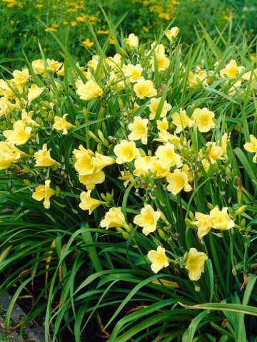 Crin Hemerocallis Big Time Happy (ghiveci 1,5 L), crin de o zi cu flori mari, gofrate, galben luminos