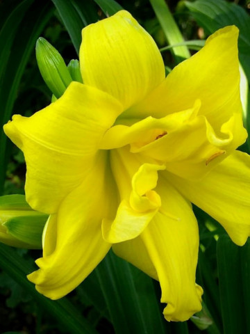 Crin Hemerocallis Double River Wye (ghiveci 1,5 L), crin de o zi cu flori mari, gofrate, batute, culoare galben cremos