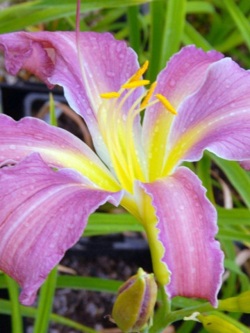 Crin Hemerocallis Exotic Spider (ghiveci 1,5 L), crin de o zi cu flori mari, usor gofrate, culoare roz-lavanda cu galben