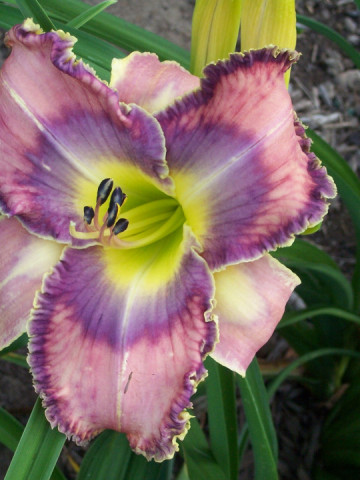 Crin Hemerocallis Mildred Mitchell (ghiveci 1,5 L), crin de o zi cu flori mari, deosebite, colorate roz, violet si galben