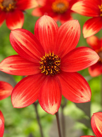 Dalie Dahlegria Bicolor (1 bulb), dalie superba cu petale simetrice, intr-o combinatie uimitoare de stacojiu si galben luminos, bulbi de flori