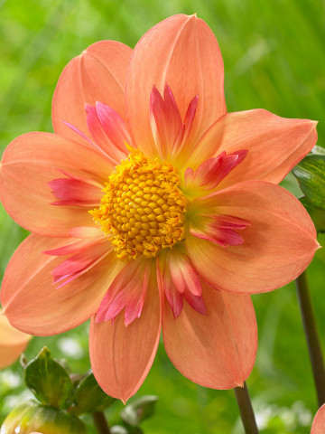 Dalie Kelsey Annie Joy (1 bulb), floare culoare portocaliu, bulbi de flori
