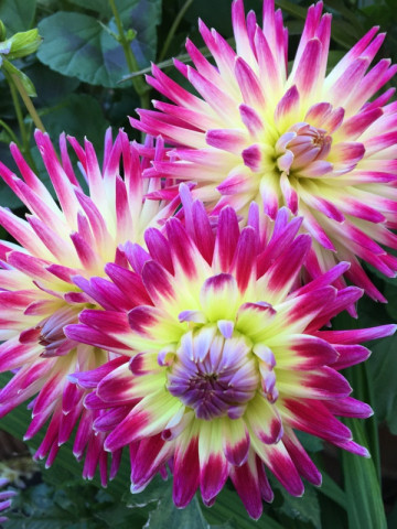 Dalie Tahiti Sunrise (1 bulb), floare culoare ciclam cu galben, tip cactus, bulbi de flori