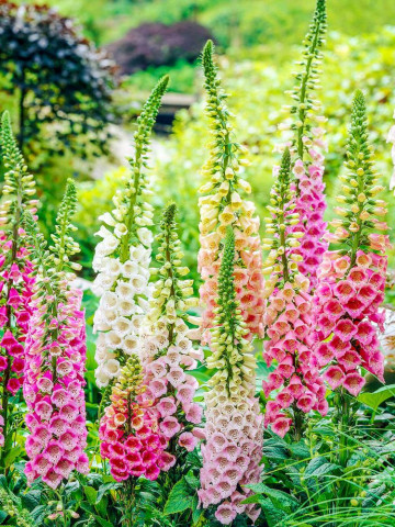 Degetar Mix (10.000 seminte) de Digitalis Purpurea flori degetar mix, Opal