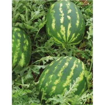 Demre F1 (500 seminte) de pepene verde productivitate mare foarte aromat, Yuksel