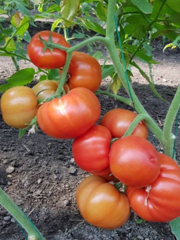 Devonet F1 (500 seminte), rosii crestere semideterminata extratimpurii, Syngenta