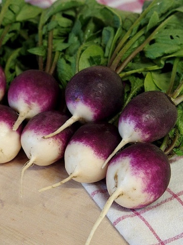 Diana (3 gr) seminte ridichi violet atractiv cu capete albe, fructe mari si rotunde usor iuti, Florian
