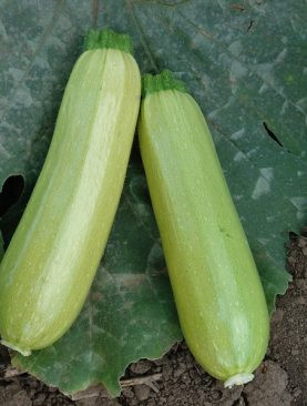Dovlecel Radu (700 seminte) dovlecei verde deschis, miez zemos, Agrosem