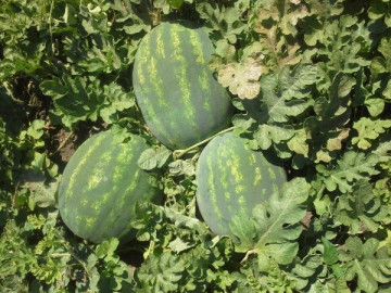 E42 F1 - 1000 sem - Seminte de pepene verde cu fructe ovale greutate medie 12-14 kg pulpa dulce si p structura crocanta atragatoare de la Cora Seeds