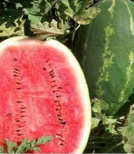 Early Samanta F1 - 500 sem - Seminte de pepene verde cu pulpa de culoare rosie intensa iar greutatea fructului fiind de 9-10 kg excelent pentru cultivarea in spatii protejate cat si in camp de la United Genetics