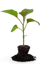 Efialto F1 - 500 sem - Seminte de portaltoi pentru tomate de la Enza Zaden ce confera altoiului o crestere foarte echilibrata si o foarte buna rezistenta la cultivarea pe ciclu lung