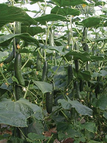 Ekron F1 - 500 sem - Seminte de castraveti cu putere mare de crestere foarte productivi legand 1-3 fructe /nod de culoare verde inchis avand o calitate superioara de la Enza Zaden