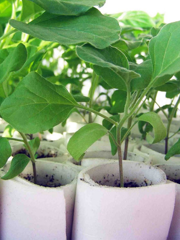 Elementa F1 - 1000 sem - Seminte de portaltoi destinat altoirii vinetelor cu buna rezistenta la nematozi verticilium si fusarium de la Takii Seeds