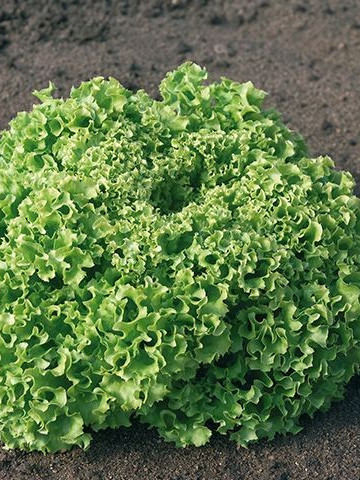 Estrosa - 5 grame - Seminte de salata cu fructe de marime mare avand o buna productie si rezistenta la emiterea tijei florale de la Enza Zaden