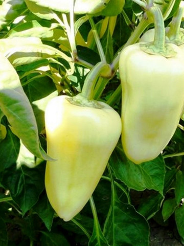 Etele F1 (1000 seminte) de ardei conic galben si dulce (de umplut) crestere continua ce ofera cele mai bune rezultate in ceea ce priveste capacitatea de productie dimensiunea fructelor si calitatea acestora, Duna-R
