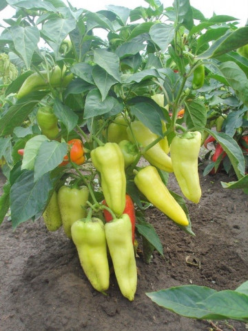 Extaza (50 gr) seminte ardei capia soi extratimpuriu foarte productiv, Superior Serbia