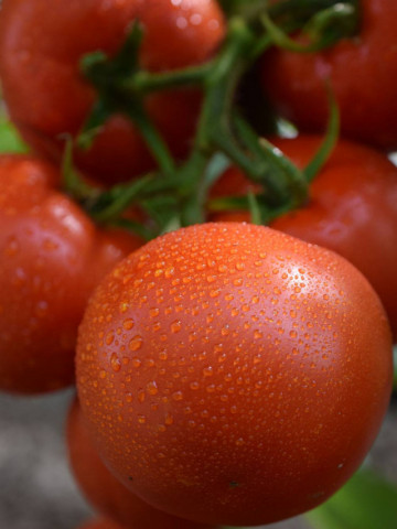 Fantom F1 (1 gr) seminte tomate nedeterminate semitimpurii, Superior Seeds Serbia