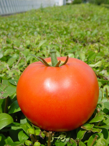 Fantom F1 (50 seminte) de tomate nedeterminate semitimpurii, Superior Serbia
