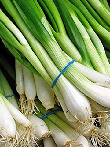 Feast - 10.000 sem - Seminte de ceapa de legatura cu sistem radicular puternic si frunze de culoare verde inchis nu formeaza bulbi iar foliajul este erect si capacitate buna de crestere de la Takii Seeds
