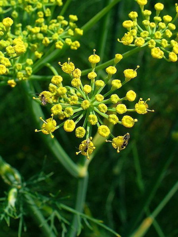 Fenicul Summer Early - Marar pentru bulbi (300 seminte) fenicul bulbi mari, rotunzi, Agrosem