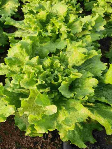 Fiyonk F1 (2.000 seminte) salata drajata deosebita, creata, timpurie. Yuksel