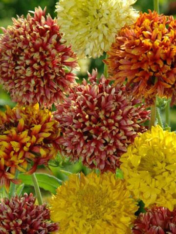 Fluturei dubli mix seminte (0.4 gr) planta viu colorata, Agrosem