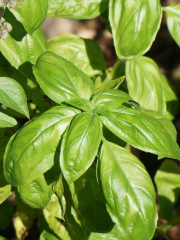 Gecom (100 grame) seminte busuioc verde clasic, Profit Seeds