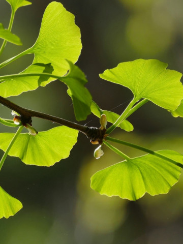 Ginkgo biloba, butas de arbore medicinal pentru afectiuni circulatorii, Yurta