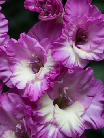 Gladiole Anouk (7 bulbi), gladiole cu flori mari, ondulate, intr-o combinatie superba de roz-violet si alb, bulbi de flori
