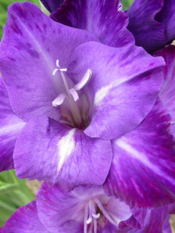 Gladiole Blue Isle (4 bulbi), gladiole cu flori mari, intr-o combinatie de mov deschis si alb in centru, bulbi de flori, Yurta