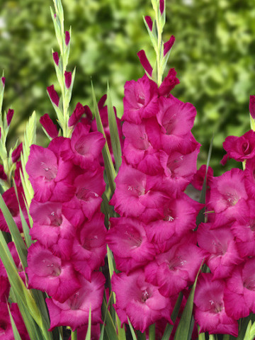 Gladiole Fidelio (7 bulbi), gladiole cu flori mari, de culoare roz-violet, bulbi de flori