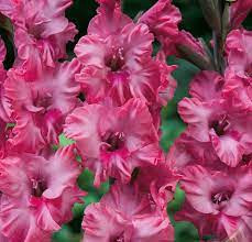 Gladiole Kingston (7 bulbi), gladiole cu flori magnifice, gofrate, de culoare roz luminos-purpuriu, bulbi de flori