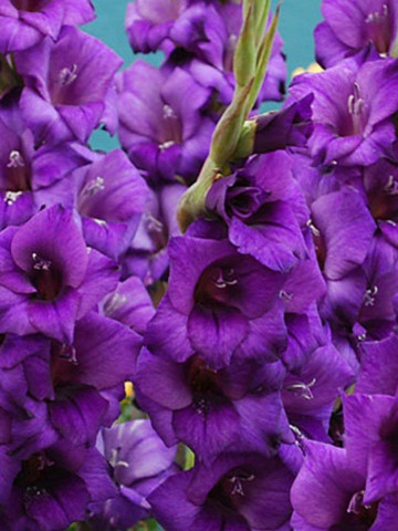 Gladiole Purple (5 bulbi), gladiole cu flori mari, catifelate, de culoare mov-purpuriu, bulbi de flori