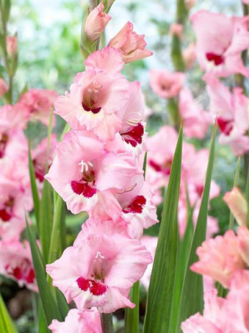 Gladiole Rose&Wine (5 bulbi), gladiole cu petale usor gofrate, in nuante fine de roz si un strop de rubiniu la baza florilor, bulbi de flori