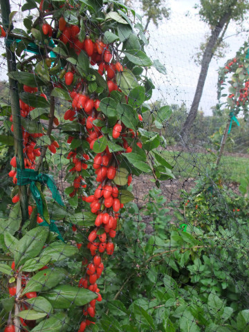 Goji Big Berry, rasad de Goji Berry, arbust peren rezistent la seceta, cu fructe mari de 2 cm si gust dulce-amarui, Yurta