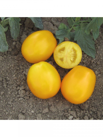 Goldy F1 - 100 sem - Seminte de rosii prunisoara portocalie cu fructe blocy-ovale si o crestere determinata gust dulce aromat ce se preteaza atat pentru recoltarea manuala cat si pentru cea mecanizata de la ISI Sementi
