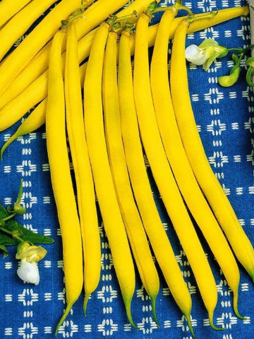 Gondola - 250 gr - Seminte de Fasole Galbena Pitica de gradina fara ate de la Holland Farming Olanda