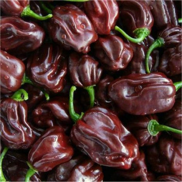 Habanero Chocolate (75 seminte), ardei foarte iute de culoare ciocolatie, Flortis