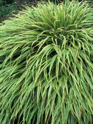 Hakonechloa macra Albo Striata (ghiveci 1,5 l), iarba ornamentala japoneza, frunze verzi cu dungi albe