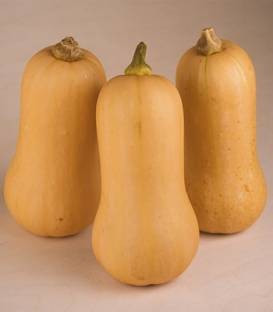 Hannah F1 (500 seminte) dovleac cu fructe de tip Butternut vizibil costate ce cantaresc in medie 2 kg avand coaja bej si miezul portocaliu, Enza Zaden