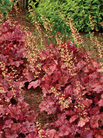 Heuchera Root Beer (ghiveci 1 L), planta rezistenta, usor de cultivat