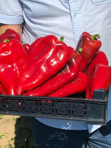 Hisarska Ardei Kapia Hisar (50 gr) seminte Ardei Kapia Bulgaresc Fruct Mare si Randament Ridicat