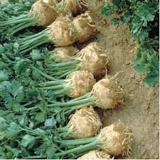 Ilona F1 (10.000 seminte) drajate si pregerminate de telina de radacina cu un sistem foliar foarte bun, crestere viguroasa si rapida, Bejo