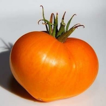 Inima de Bivol Orange (100 seminte) de rosii inima de bivol portocaliu soi nedeterminat, Mag-R